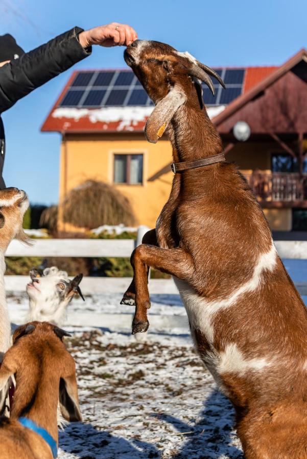Orzechowa Ostoja Noclegi Energylandia Bachowice Eksteriør bilde