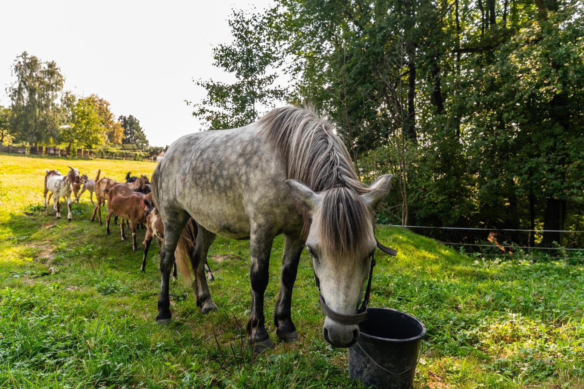 Orzechowa Ostoja Noclegi Energylandia Bachowice Eksteriør bilde